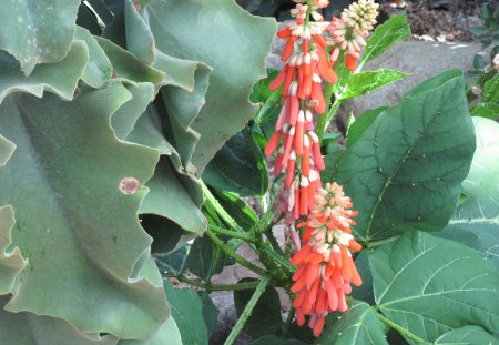 Flowers Rejuvenate life 47 - photography, orange, green, flowers, garden