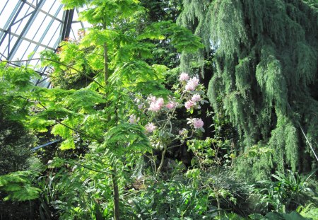 Flowers Rejuvenate life 48 - trees, pink, photography, green, flowers, garden