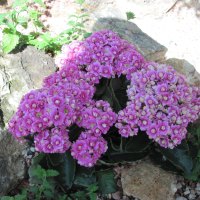 Kalanchoe day photography 37