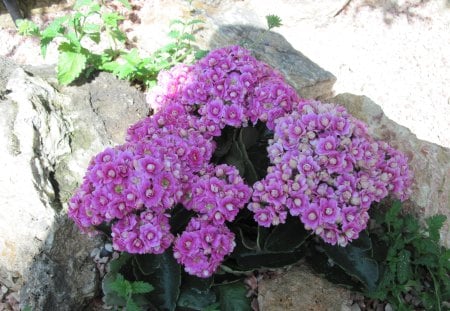 Kalanchoe day photography 37 - kalanchoe, pink, photography, green, flowers, garden