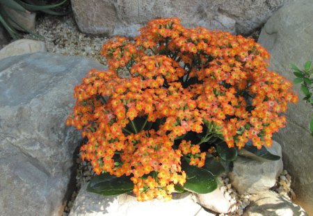 Kalanchoe day photography 38 - Kalanchoe, Flowers, green, photography, orange, rocks