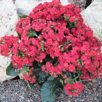 Kalanchoe day photography 39