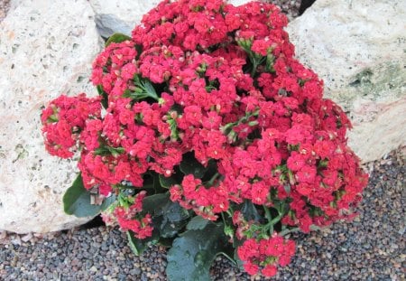 Kalanchoe day photography 39 - kalanchoe, pink, red, photography, green, flowers, stones, garden