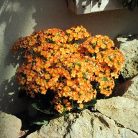 Kalanchoe day photography 40