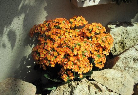 Kalanchoe day photography 40 - kalnachoe, photography, orange, flowers, garden, rocks