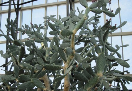 Green  Cactus - cactus, fields, photography, green, garden