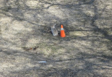 Rabbit stood beside an orange sign - rabbit, grey, sign, photography, orange