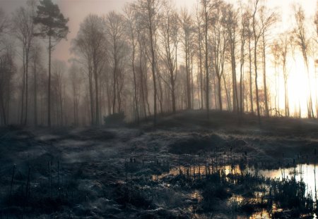 misty forest - fog, nature, forest, mist