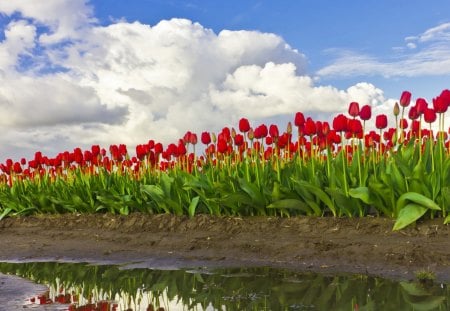 Flowers tulips - flowers, field, tulips, clouds