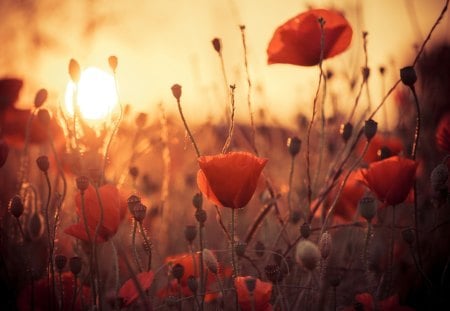 Flowers  -red poppies - flowers, sunset, poppies, red