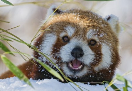 Red panda - panda, snow, Red, winter