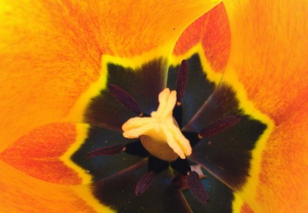 Inside a Tulip - nature, red, orange, summer, tulip, flower, spring