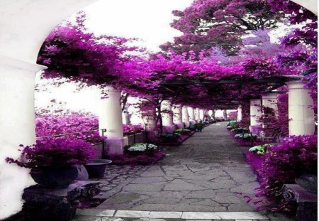 House of Axel Munthe - trees, purple leafes, houses, architecture