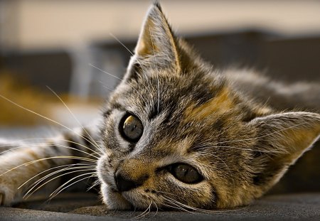 Cute cat - cat, animal, cute, kitten