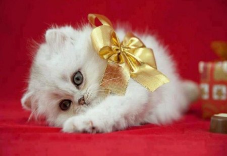 My Gift To You - gifts, animals, cats, kitten