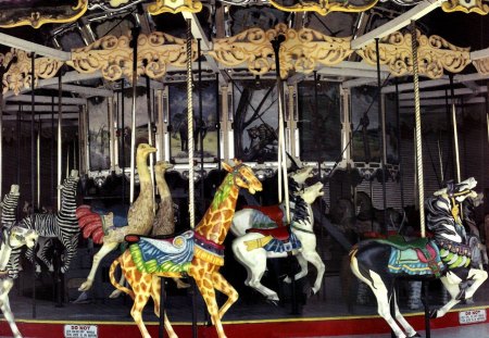 Carousel Ride 2 - carousel, wide screen, horses, zebra, photography, photo, giraffe, ostrich