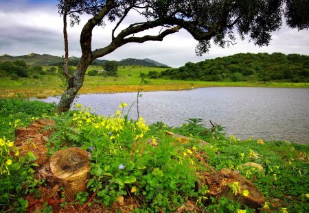 Lake in spring - greenery, water, beautiful, flowers, spring, quiet, peaceful, grass, lake, sky, pond, river, field, tree, nature, calm