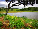 Lake in spring