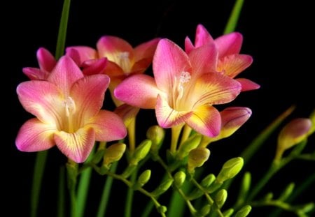 Lovely freesia - red, delicate, pretty, colroful, beautiful, flowers, tender, nice, lovely, freesia