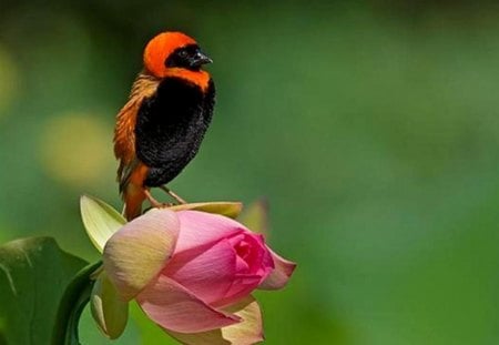 Morning song of bird for Afsar - bird, rose, song, green