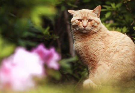 Cat - sleepy, cute, beautiful, cat, sleeping, kitty, cats, hat, cat face, paws, face, animals, pretty, beauty, sweet, kitten, lovely