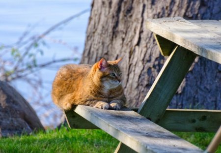 Cat - sleepy, cute, beautiful, cat, sleeping, kitty, cats, hat, cat face, paws, face, animals, pretty, beauty, sweet, kitten, lovely