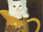 A white Kitten in a pitcher