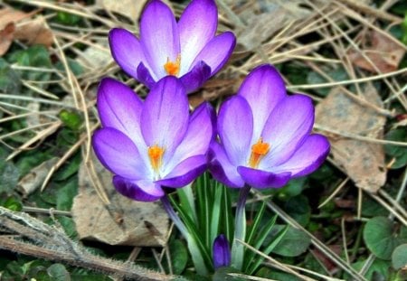 Crocus - spring, flower, nature, crocus