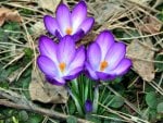 Crocus