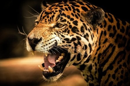 Leopard - leopard, forest, animal, jungle