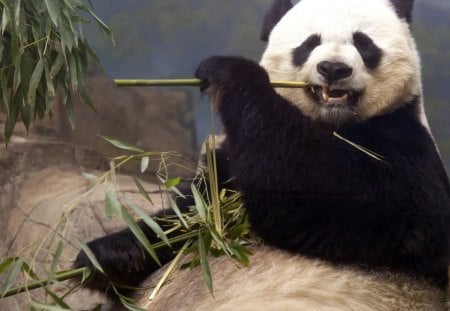 Panda - black, eat, Panda, animl