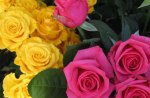 Yellow and pink roses