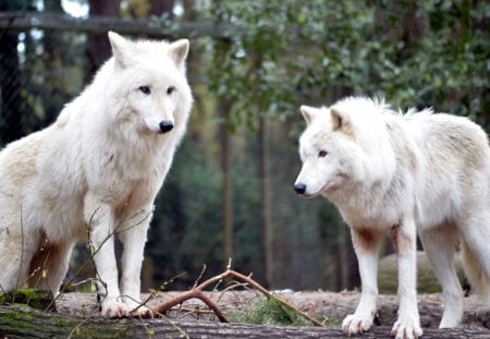 My Visit at the Wolfpark - arctic, nature, predator, wildlife