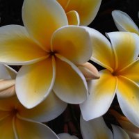 Plumeria