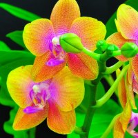 beauty orchids