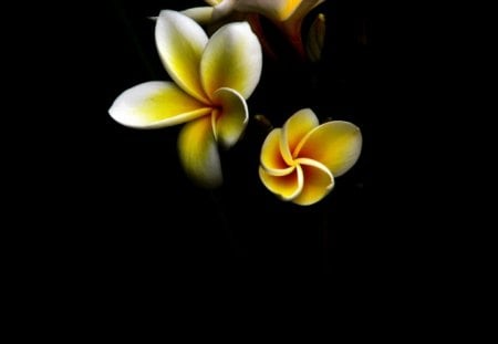 Plumeria - nature, yellow plumeria, yellow, floers, flower, plumeria