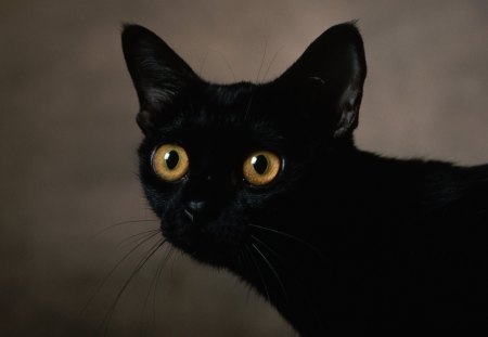 Dark Cat - black cat, dark, cat, cats, dark cat, black