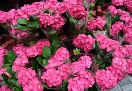 Pink flowers for sale - street, pots, pink, green, flowers, leaf