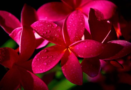 Plumeria - beauty, purple plumeria, purple flower, nature, purple, purple plowers, flowers, flower, plumeria