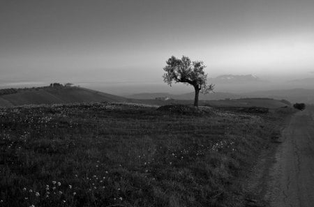 #1 Tree Wallpaper Here! - tree, mountain, grass, road