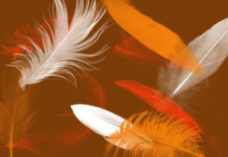 Feathers - smooth, feather, orange