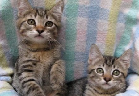 Omg I want these two adorable candy bar tabby kittens - tabby, adorable, kittens, candy bar