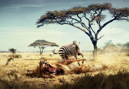 The weak become hero - zebras, attack, amazing, lion