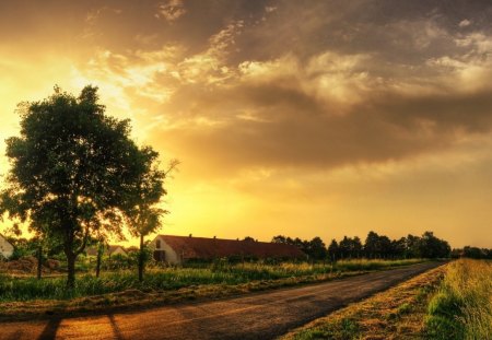 GOLDEN ERA - field, tree, sunset