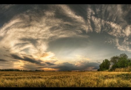 Our beautiful world - field, trees, clouds, grass