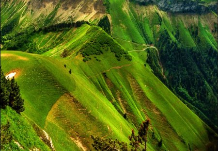 GREEN ALPS - plants, mountain, green, grass