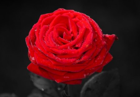 Red Rose - black and red, rose, flower, red