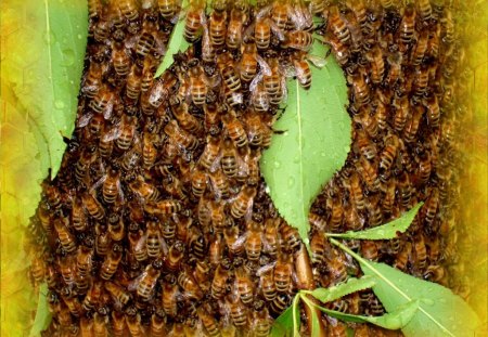 The Swarm 2 - honey bee, swarm, bee, honeycomb, insect, photograph