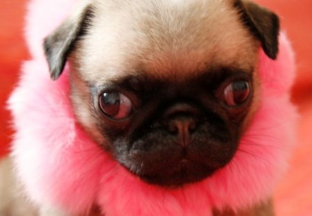 cute puppy - comedy, puppy, pink, dog, funny, cute, flower