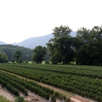 Tomato Field